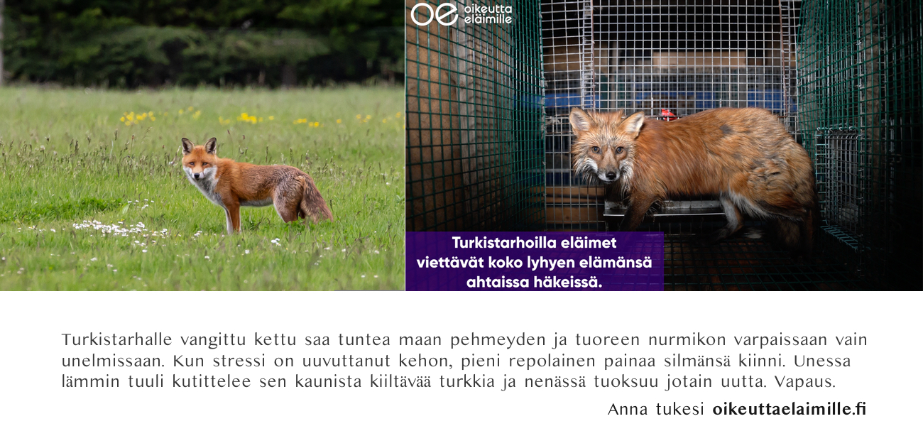 Helsingin Pihlajam ki Kettu info Helsingin Pihlajam ki Kettu info