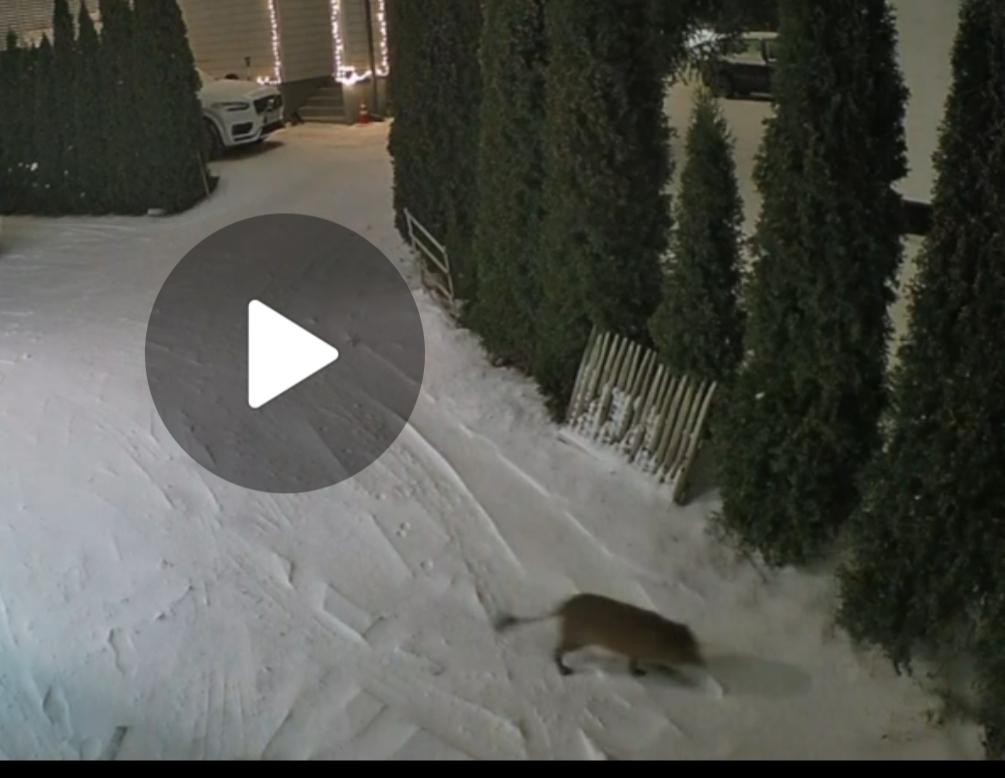 inbound5818339011843637196