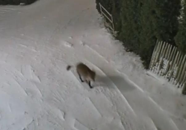 inbound5478573336324545617